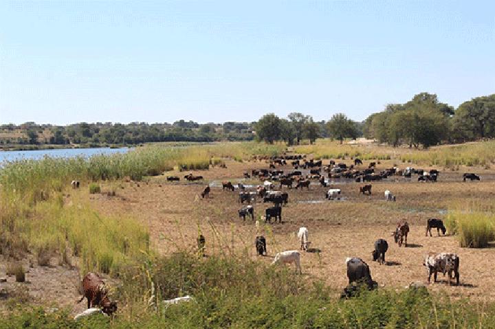 Namibia suspends cattle exports to South Africa Namibia suspends cattle exports to South Africa
