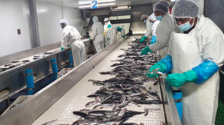 Horse mackerel industry flags 1 300 possible job losses Horse mackerel industry flags 1 300 possible job losses