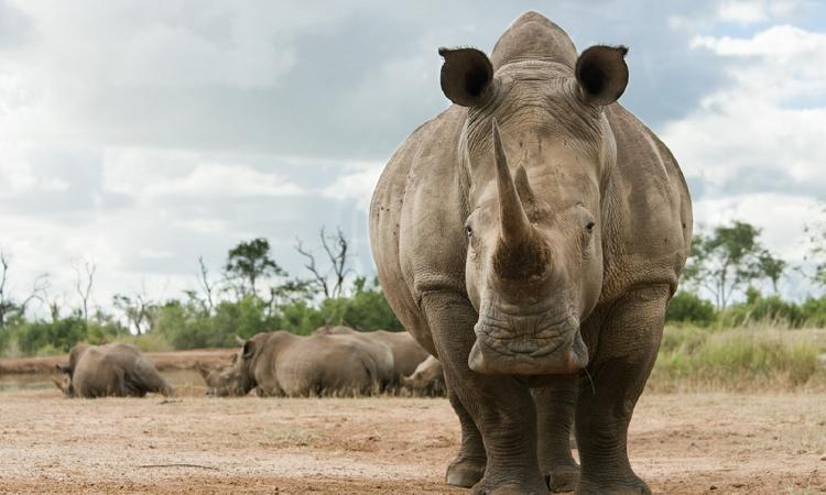 International body backs Namibia's rhino trophy hunting bid International body backs Namibia's rhino trophy hunting bid