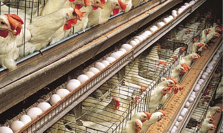 Suspension of anti-dumping duty to hurt Nam poultry Suspension of anti-dumping duty to hurt Nam poultry