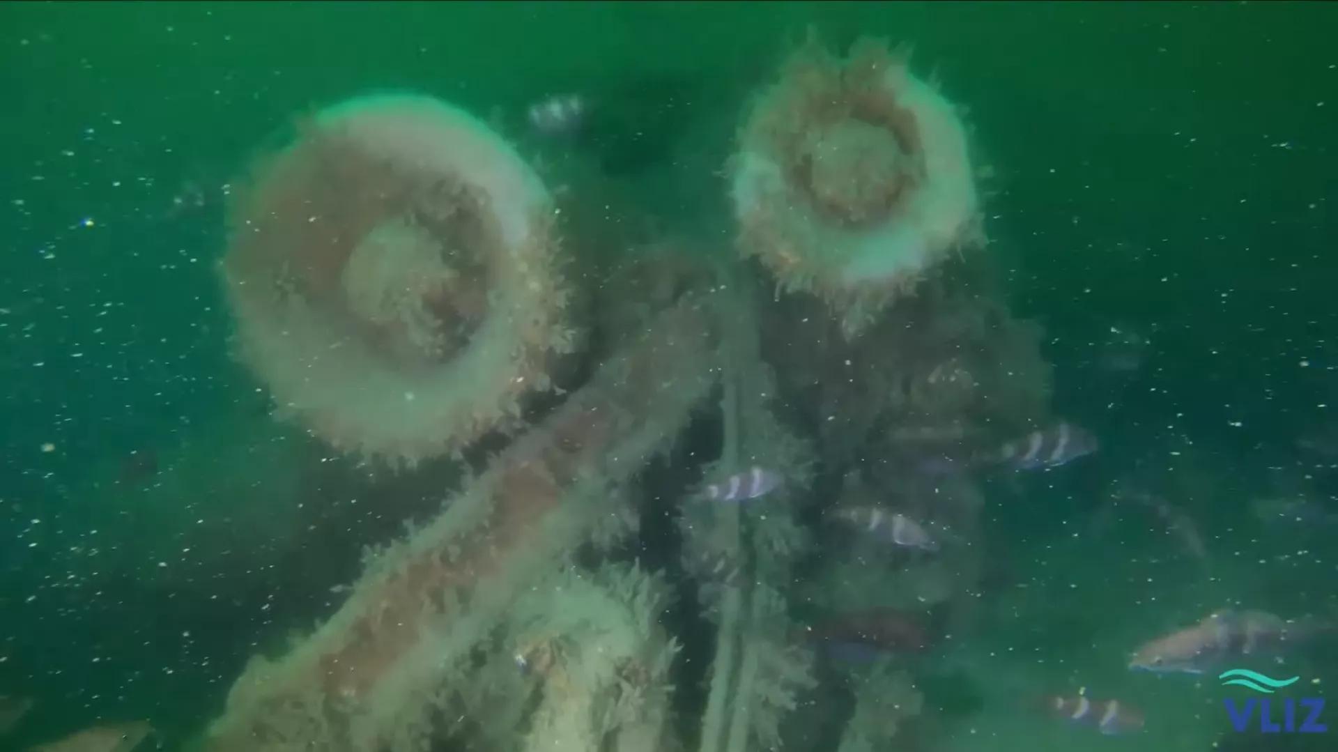 WWII Shipwreck Still Polluting North Sea’s Ocean Floor More Than 80 Years Later WWII Shipwreck Still Polluting North Sea’s Ocean Floor More Than 80 Years Later