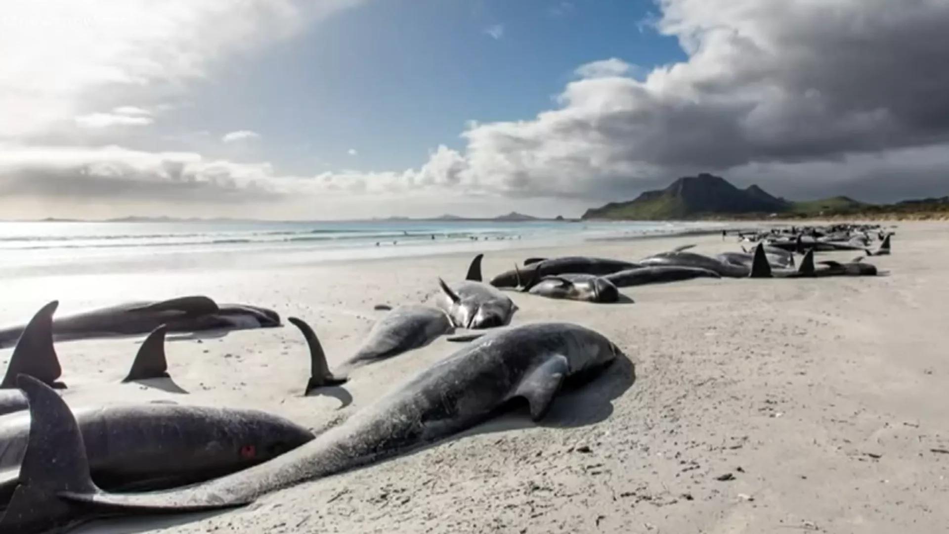 Nearly 500 Pilot Whales Found Dead on New Zealand Beaches Nearly 500 Pilot Whales Found Dead on New Zealand Beaches