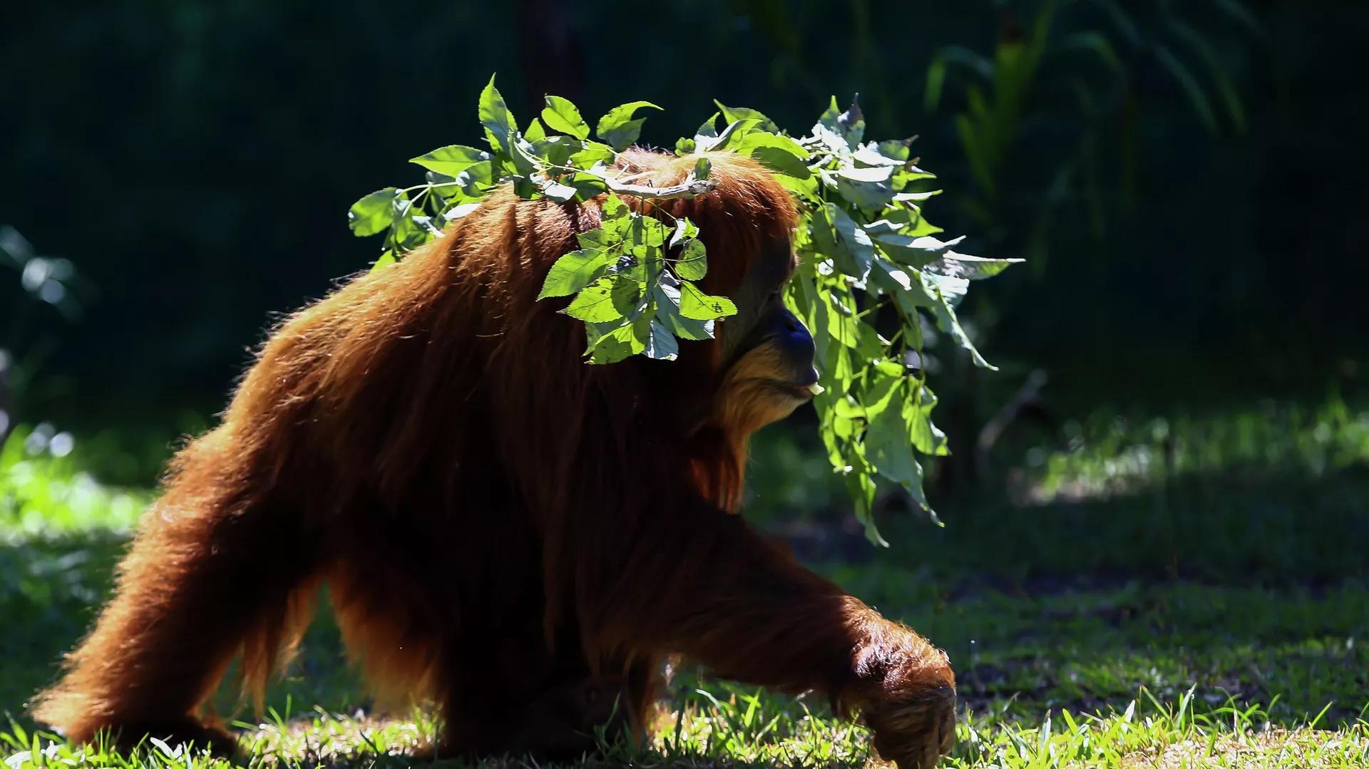 Quirky Habitat Change, Evolving Shapes & Colors: Here's How Animals Adapt to Survive Quirky Habitat Change, Evolving Shapes & Colors: Here's How Animals Adapt to Survive