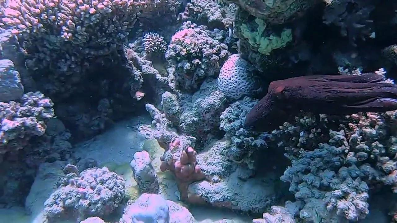 Study: Human and Octopus Brains Turn Out to Be Surprisingly Similar Study: Human and Octopus Brains Turn Out to Be Surprisingly Similar