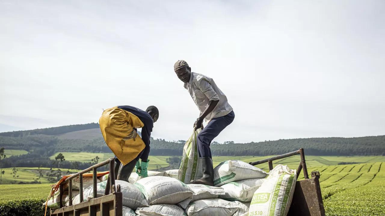 Anti-Russian Sanctions Blocking Fertilizer Shipments Have ‘Direct Impact on West Africa’ Anti-Russian Sanctions Blocking Fertilizer Shipments Have ‘Direct Impact on West Africa’