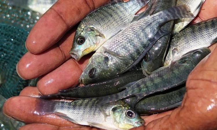 'Potential of small-scale fisheries overlooked' 'Potential of small-scale fisheries overlooked'