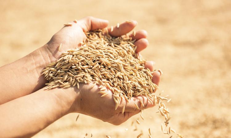 Nam rice bill at N$22,1 million a month Nam rice bill at N$22,1 million a month