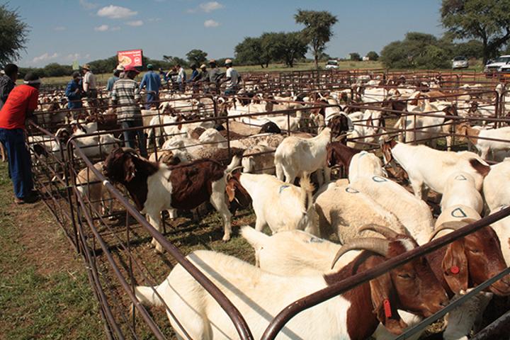 More cattle marketed during October More cattle marketed during October