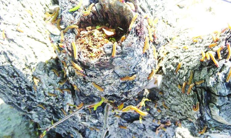 Farmers warned of possible worm attacks during rainy season Farmers warned of possible worm attacks during rainy season