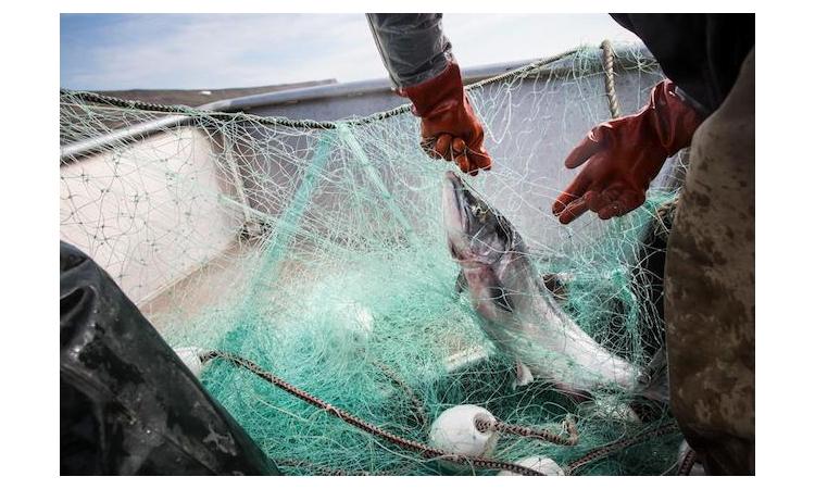 Fishing companies yet to absorb unemployed fishermen Fishing companies yet to absorb unemployed fishermen