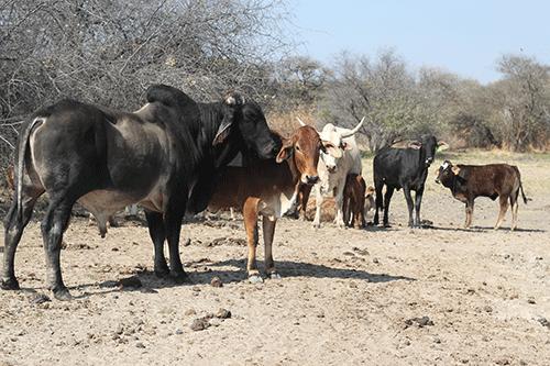 Govt mulls Angola veterinary buffer zone - Namibia