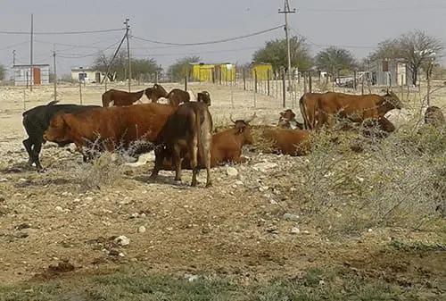 Ohangwena hit-by poor grazing, livestock production affected Ohangwena hit-by poor grazing, livestock production affected