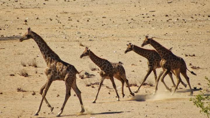 Angola Reintroduces Giraffes After Decades of Civil War - Namibia