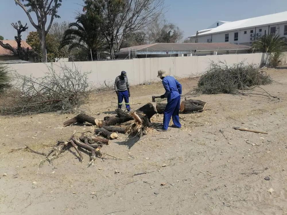 Oshakati town council warns tree fellers - Namibia