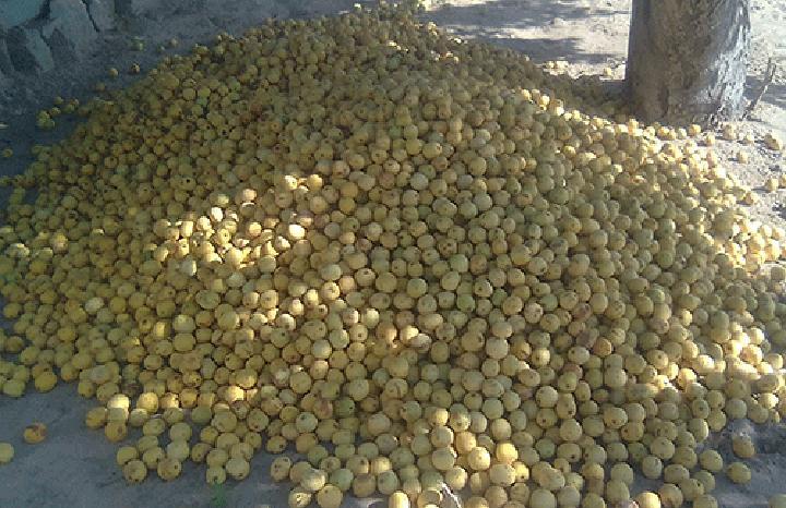 Namibia’s access and benefit sharing regime gathers steam Namibia’s access and benefit sharing regime gathers steam