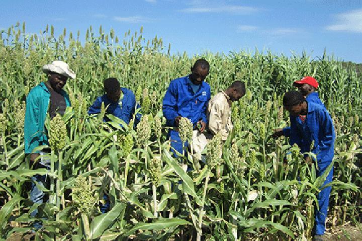 Nuclear techniques helping Namibian farmers Nuclear techniques helping Namibian farmers