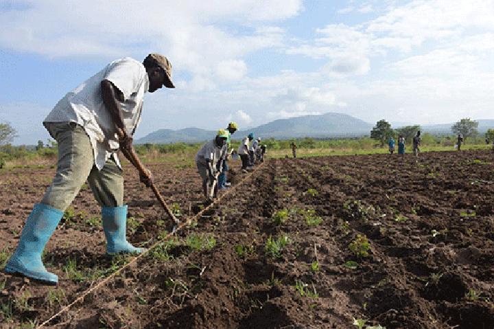 Mixed feelings over agriculture's minimum wage Mixed feelings over agriculture's minimum wage