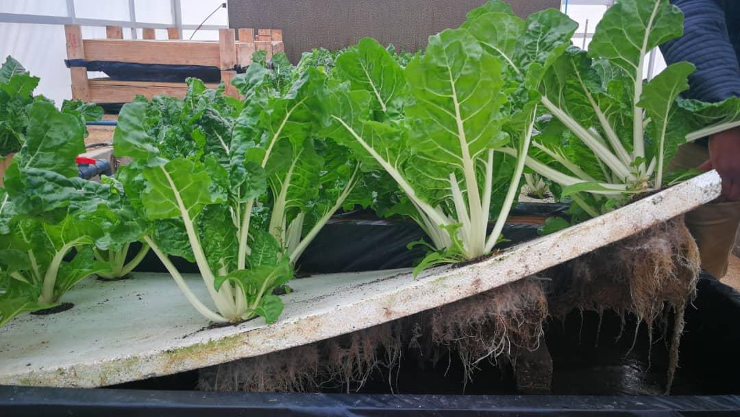 Crop producers face market access challenges Crop producers face market access challenges