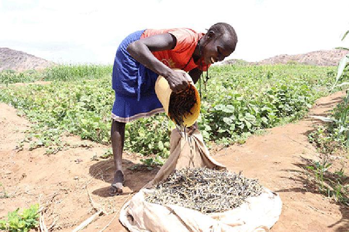 Namibian women find respite in farming, traditional foods - Namibia