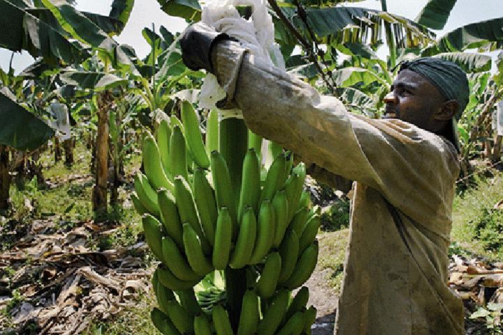 NAB, AvaGro to develop banana industry …as import bill hits N$57 million NAB, AvaGro to develop banana industry …as import bill hits N$57 million