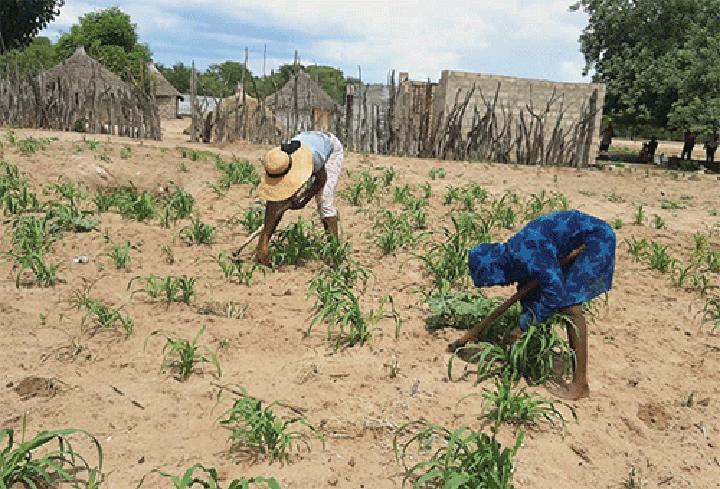 Northern Farmers Hard At Work After Good Rains - Namibia