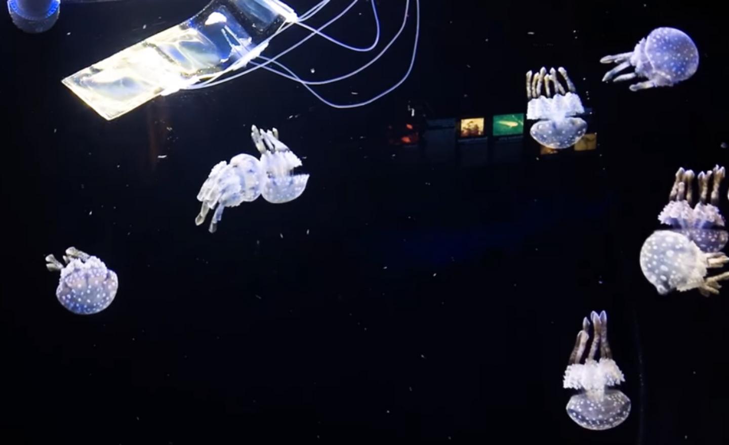 WATCH: Scientists Create Translucent Eel-like Robot to Study Marine Life WATCH: Scientists Create Translucent Eel-like Robot to Study Marine Life