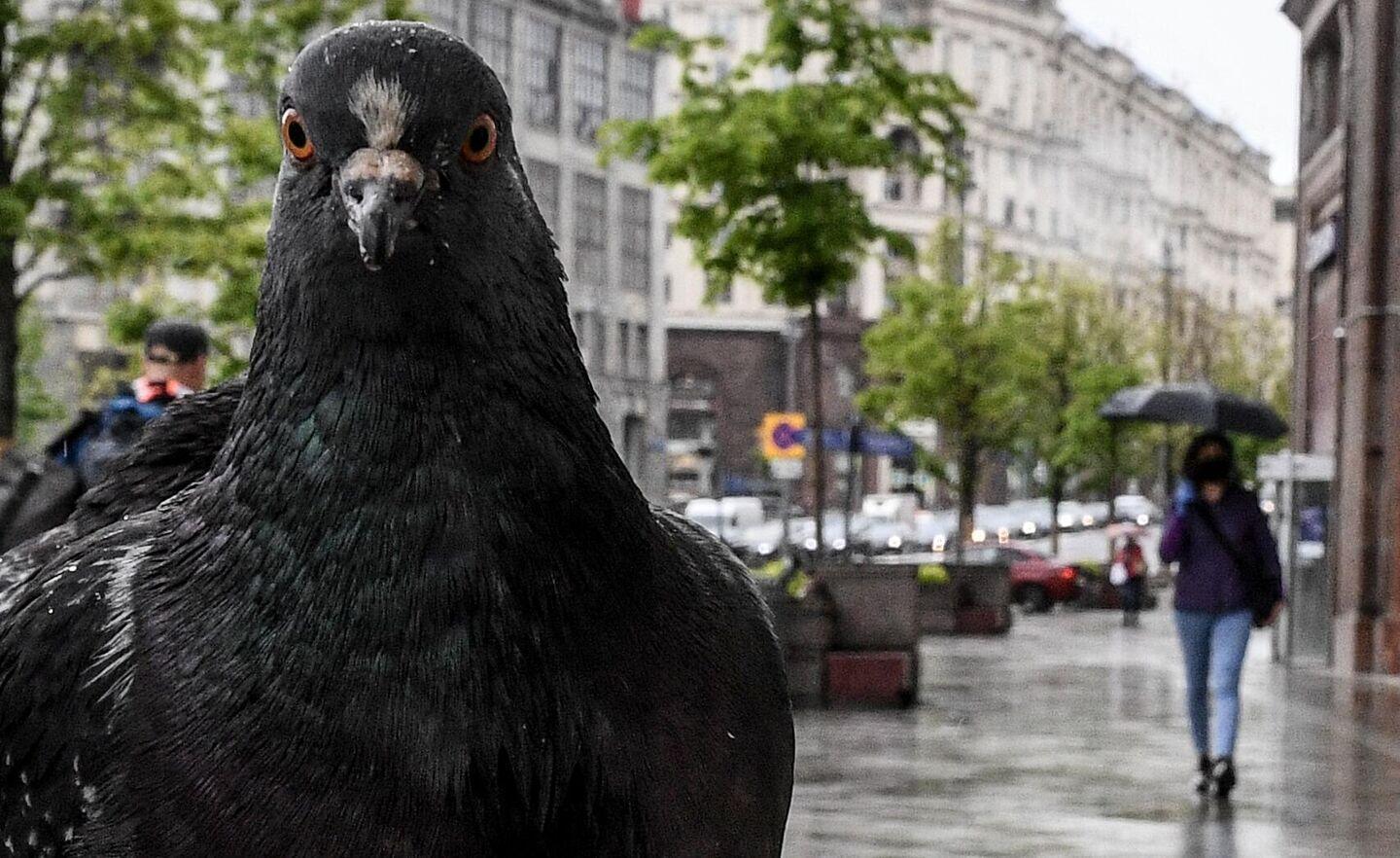 Scientists Discover What Pigeons and AI Have in Common Scientists Discover What Pigeons and AI Have in Common
