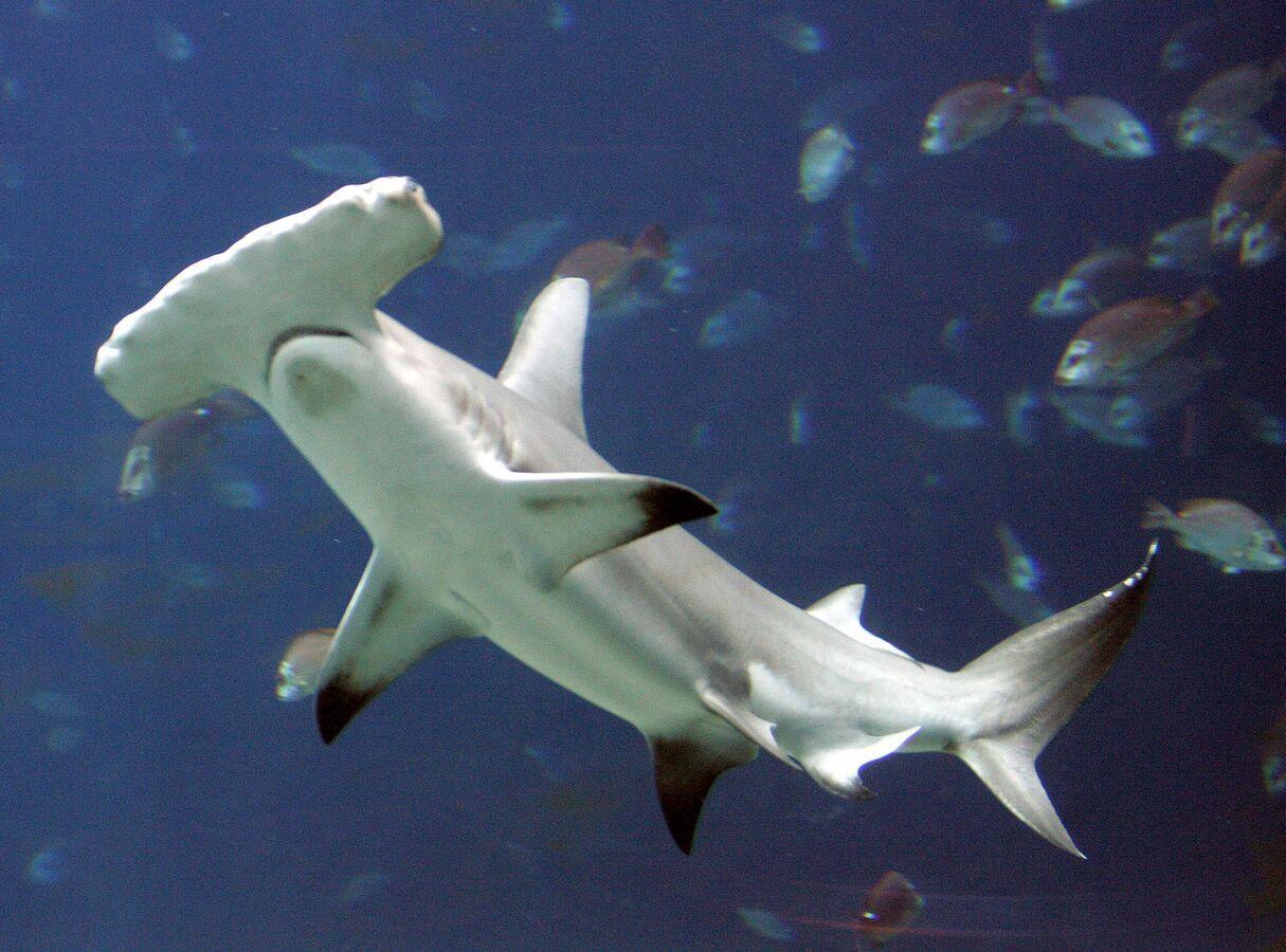 How Deep-Diving Hammerhead Sharks Survive Depths of 2,500 Feet How Deep-Diving Hammerhead Sharks Survive Depths of 2,500 Feet