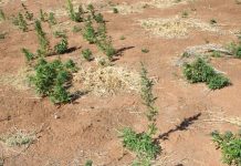 Namibia’s N$52-Million Dagga Farm Scandal Uncovered Namibia's N$52-Million Dagga Farm Scandal Uncovered