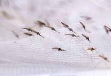 Ohangwena Struggles with Severe Malaria Outbreak Ohangwena Struggles with Severe Malaria Outbreak