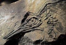 New Giant Aquatic Dinosaur Species Discovered in Britain New Giant Aquatic Dinosaur Species Discovered in Britain