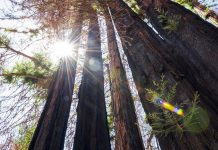 Redwood Trees Sprout Ancient Buds After Wildfires Redwood Trees Sprout Ancient Buds After Wildfires