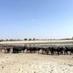 Zambezi farmers seek cattle repatriation Zambezi farmers seek cattle repatriation
