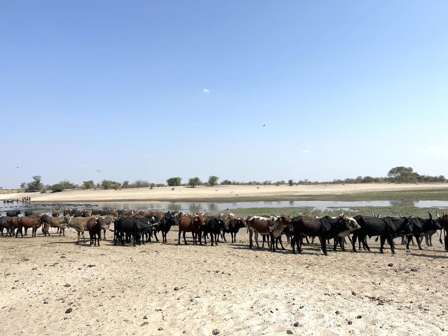 Zambezi farmers seek cattle repatriation Zambezi farmers seek cattle repatriation
