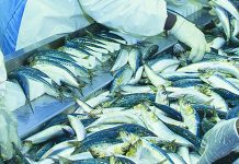 Illegal fishing to attract hefty fines Illegal fishing to attract hefty fines