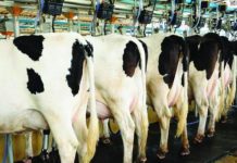 LLPBN seeks experts to strengthen livestock value chain LLPBN seeks experts to strengthen livestock value chain