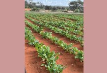 Rising electricity costs threaten green schemes Rising electricity costs threaten green schemes