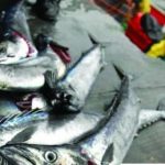 Horse mackerel sustainability worries grow Horse mackerel sustainability worries grow