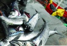 Horse mackerel sustainability worries grow Horse mackerel sustainability worries grow