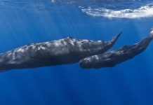 Scientists Communicate With Humpback Whales Scientists Communicate With Humpback Whales