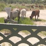 Grootfontein to Impound Stray Animals Starting 2026 Grootfontein to Impound Stray Animals Starting 2026