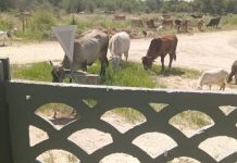 Grootfontein to Impound Stray Animals Starting 2026 Grootfontein to Impound Stray Animals Starting 2026