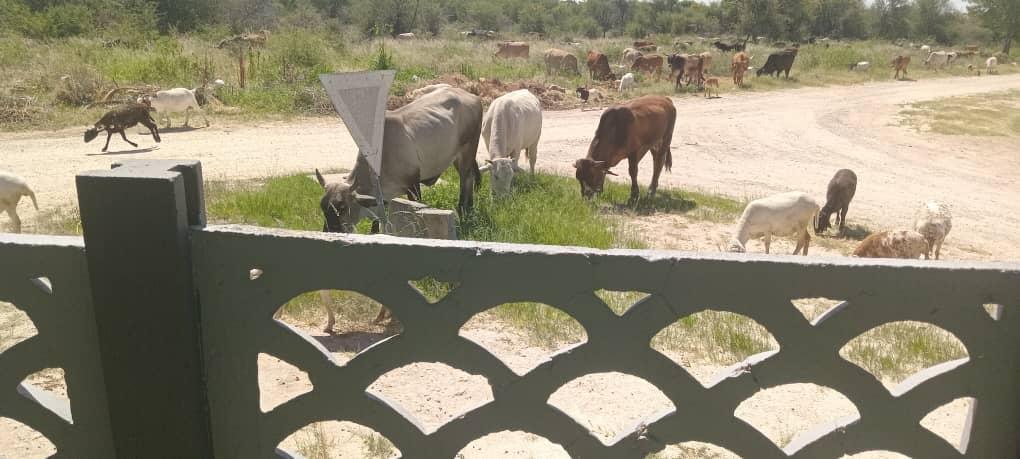Grootfontein to Impound Stray Animals Starting 2026 Grootfontein to Impound Stray Animals Starting 2026