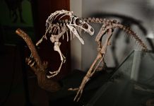 New Chicken-Like Dinosaur Fossils Discovered New Chicken-Like Dinosaur Fossils Discovered