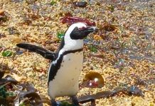 Waddle for a Cause to Save Endangered Penguins Waddle for a Cause to Save Endangered Penguins