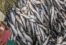 Government Cancels Quota Allocation to Walu Fishing Government Cancels Quota Allocation to Walu Fishing