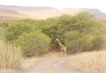 Zambezi conservancies pockets N$30m Zambezi conservancies pockets N$30m