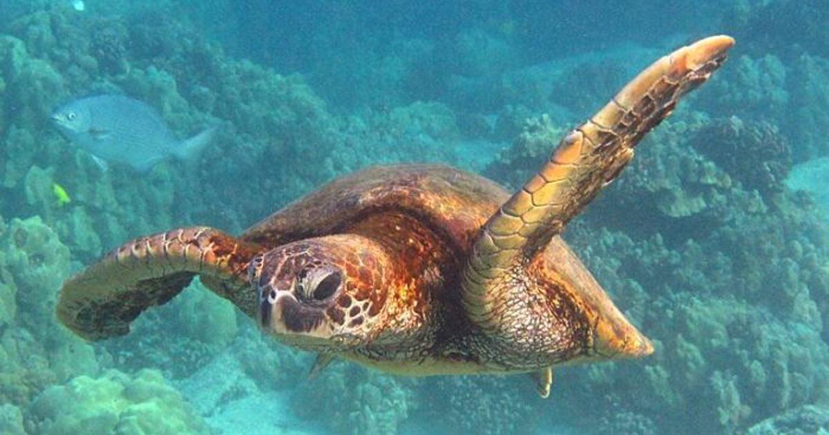 Green Sea Turtles Shift from Endangered to Least Concern Green Sea Turtles Shift from Endangered to Least Concern
