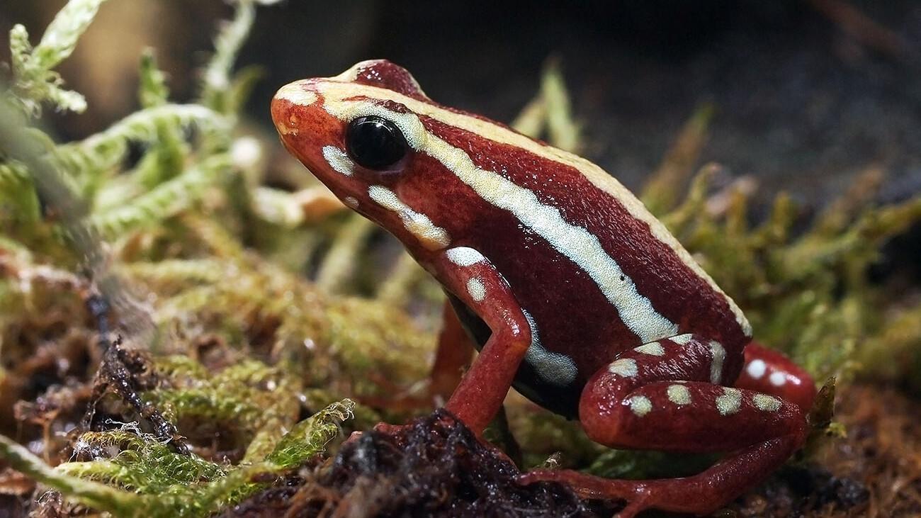 Dart Frog Toxin Allegedly Used to Poison Navalny Dart Frog Toxin Allegedly Used to Poison Navalny