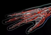 Russian Scientists Create Enhanced Vein Visibility Algorithm Russian Scientists Create Enhanced Vein Visibility Algorithm